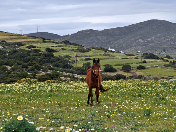 Paysage de printemps à Paros, Cyclades, avril 2013.