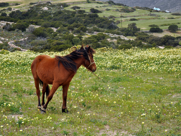 Paysage de printemps à Paros, Cyclades, avril 2013.