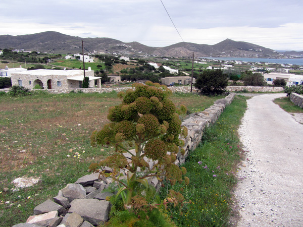 Printemps à Paros, Cyclades, avril 2013.