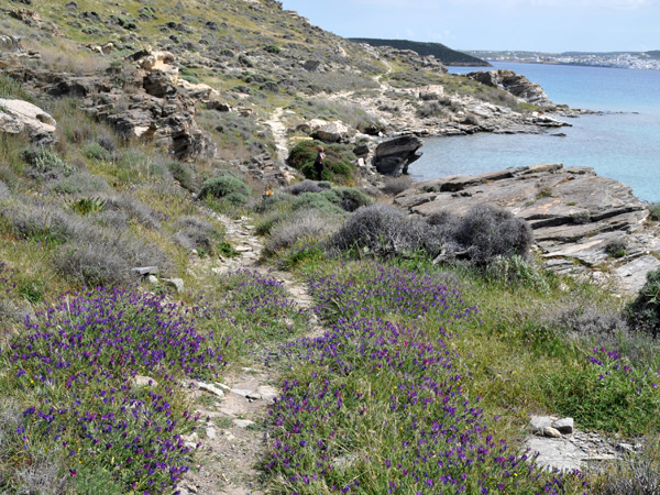 Parc Environnemental et Culturel de Paros, péninsule dAgios Ioannis Detis (au nord-ouest de la baie de Naoussa), avril 2013.