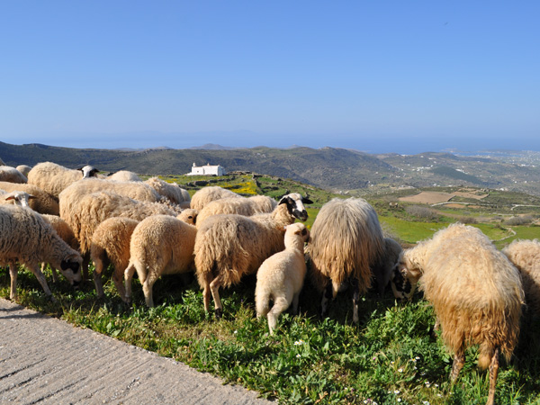 Sur la méchante route menant de Lefkes à Aghii Pantes, point culminant de Paros, avril 2013.