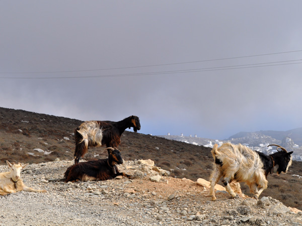 Amorgos (Cyclades), août 2013.