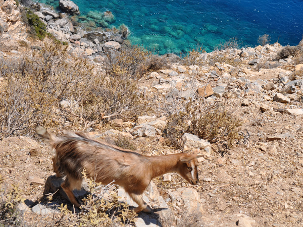 Amorgos (Cyclades), août 2013.
