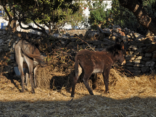 Lagadha, Amorgos (Cyclades), août 2013.