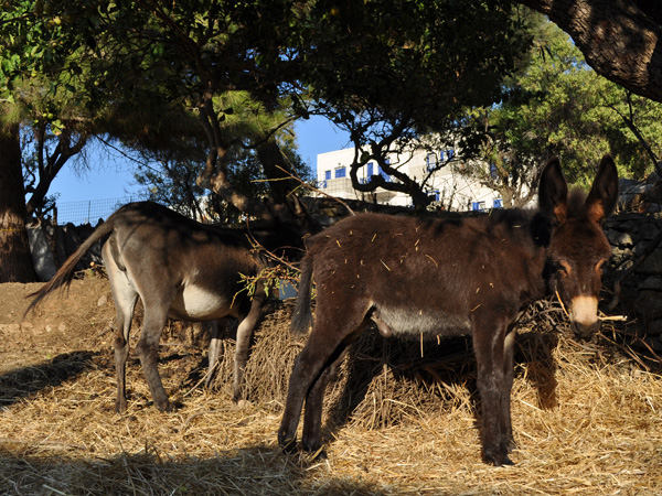 Lagadha, Amorgos (Cyclades), août 2013.