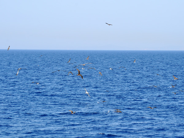 Au large de Naxos, août 2013.