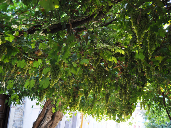 Halki, Naxos, août 2013.