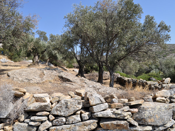 Naxos, août 2013. Site archéologique de Melanes/Flerio, près de Kourounohori, sur la route Chora-Kinidharos. Kouros inachevés, ancien sanctuaire, source, jardins sauvages, carrières, ancien aqueduc...