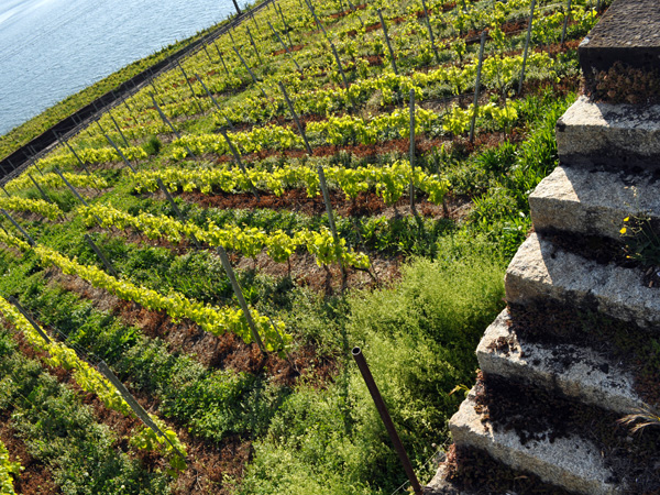 Treytorrens-en-Dézaley, hameau vigneron de Lavaux, mai 2014.