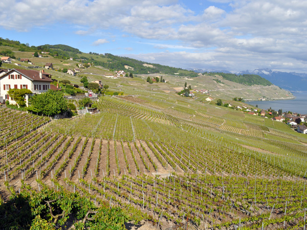 Winegrowers village of Grandvaux (Lavaux), May 2014.