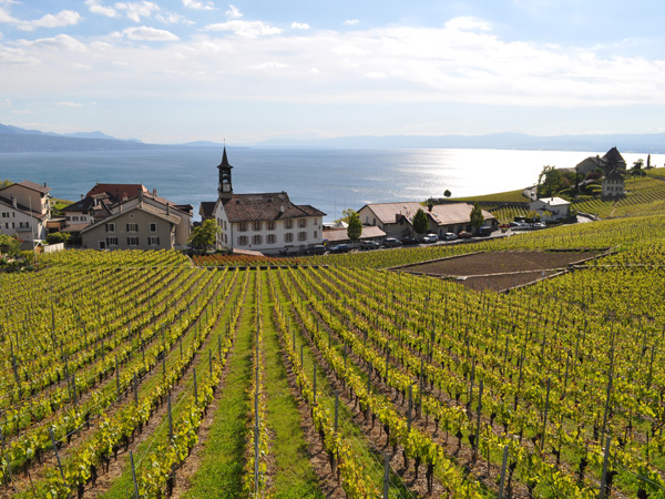 Aran, au-dessus de Villette, en Lavaux, mai 2014.