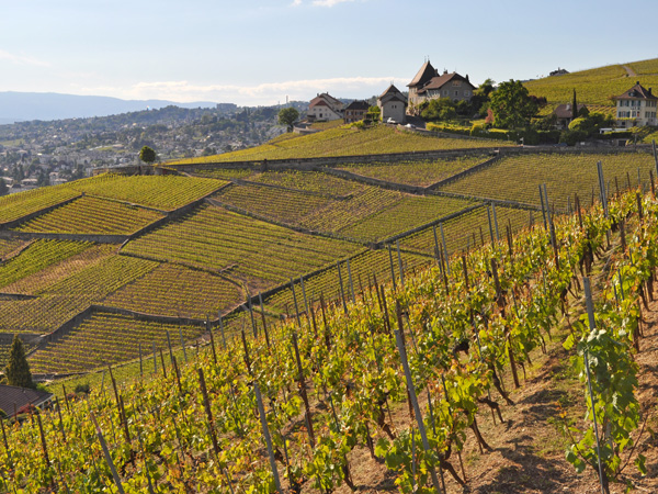 Aran, au-dessus de Villette, en Lavaux, mai 2014.