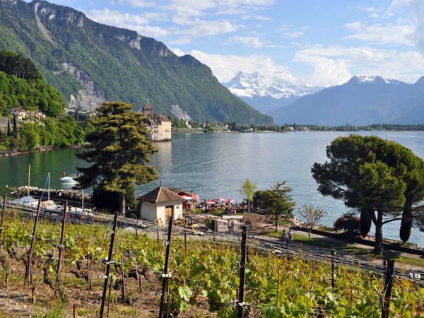 Clos de Chillon, the vineyard of Chillon Castle, Veytaux (east of Montreux), May 2014.