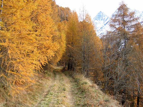 Paysage d'automne dans une forêt de mélèzes du Val d'Hérens (Valais).