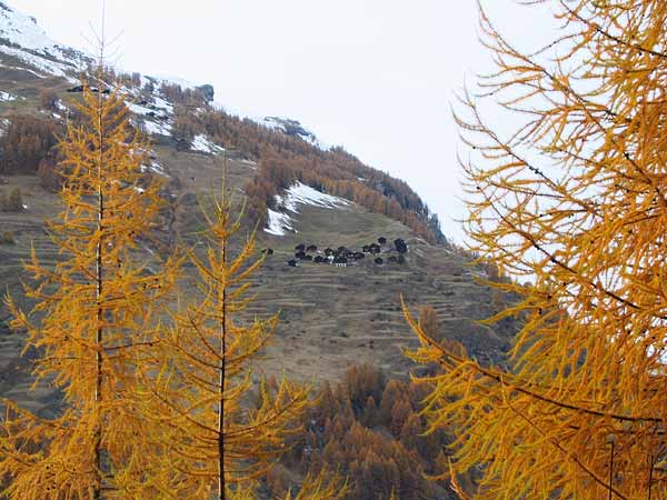 Paysage d'automne au Val d'Hérens (Valais).