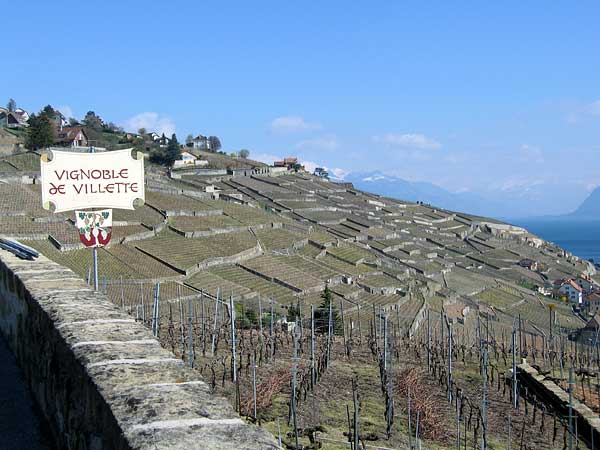 Le vignoble de Villette, en Lavaux, printemps 2003.